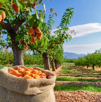 Field of apricot trees with kernels inside a jute sack